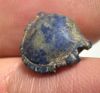 Picture of ANCIENT EGYPT. LAPIS LAZULI SEA SHELL AMULET. 1250 B.C  NEW KINGDOM