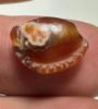 Picture of ANCIENT EGYPT. CARNELIAN SEA SHELL AMULET. 1250 B.C  NEW KINGDOM