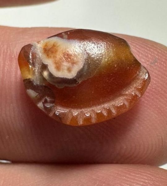 Picture of ANCIENT EGYPT. CARNELIAN SEA SHELL AMULET. 1250 B.C  NEW KINGDOM