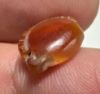 Picture of ANCIENT EGYPT. CARNELIAN SEA SHELL AMULET. 1250 B.C  NEW KINGDOM