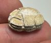 Picture of ANCIENT EGYPT.  SECOND INTERMEDIATE PERIOD STEATITE  STONE SCARAB. 1750 - 1550 B.C 
