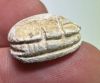 Picture of ANCIENT EGYPT.  SECOND INTERMEDIATE PERIOD STEATITE  STONE SCARAB. 1750 - 1550 B.C 