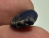 Picture of ANCIENT EGYPT. LAPIS LAZULI SEA SHELL AMULET. 1250 B.C  NEW KINGDOM