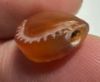 Picture of ANCIENT EGYPT. CARNELIAN SEA SHELL AMULET. 1250 B.C  NEW KINGDOM