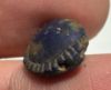 Picture of ANCIENT EGYPT. LAPIS LAZULI SEA SHELL AMULET. 1250 B.C  NEW KINGDOM