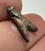 Picture of ANCIENT EGYPT. NEW KINGDOM  SILVER FLY AMULET. 1250 B.C 