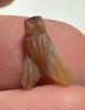 Picture of ANCIENT EGYPT, NEW KINGDOM CARNELIAN STONE FLY AMULET. 1400 B.C