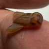 Picture of ANCIENT EGYPT, NEW KINGDOM CARNELIAN STONE FLY AMULET. 1400 B.C