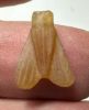 Picture of   ANCIENT EGYPT. CARNELIAN FLY AMULET. 1250 B.C  NEW KINGDOM