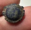 Picture of ANCIENT EGYPT. LAPIS LAZULI SEA SHELL AMULET. 1250 B.C  NEW KINGDOM