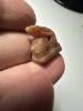 Picture of ANCIENT EGYPT -  BEAUTIFUL  CARNELIAN AMULET OF A HARE . NEW KINGDOM .1250 B.C. 