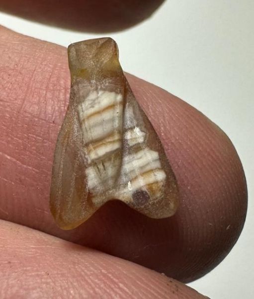 Picture of   ANCIENT EGYPT. CARNELIAN FLY AMULET. 1250 B.C  NEW KINGDOM