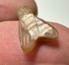 Picture of   ANCIENT EGYPT. CARNELIAN FLY AMULET. 1250 B.C  NEW KINGDOM