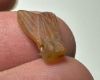 Picture of   ANCIENT EGYPT. CARNELIAN FLY AMULET. 1250 B.C  NEW KINGDOM