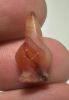 Picture of   ANCIENT EGYPT. CARNELIAN POPPY SEED AMULET. 1250 B.C  NEW KINGDOM
