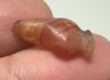 Picture of   ANCIENT EGYPT. CARNELIAN POPPY SEED AMULET. 1250 B.C  NEW KINGDOM