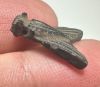 Picture of ANCIENT EGYPT, NEW KINGDOM STONE FLY AMULET. 1400 B.C