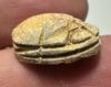 Picture of ANCIENT EGYPT.  SECOND INTERMEDIATE PERIOD STEATITE  STONE SCARAB. 1750 - 1550 B.C 