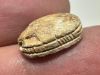 Picture of ANCIENT EGYPT.  SECOND INTERMEDIATE PERIOD STEATITE  STONE SCARAB. 1750 - 1550 B.C 