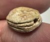 Picture of ANCIENT EGYPT.  SECOND INTERMEDIATE PERIOD STEATITE  STONE SCARAB. 1750 - 1550 B.C 