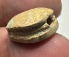 Picture of ANCIENT EGYPT.  SECOND INTERMEDIATE PERIOD STEATITE  STONE SCARAB. 1750 - 1550 B.C 
