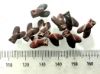Picture of LOT OF 10 : ANCIENT EGYPT. NEW KINGDOM RED JASPER FLY AMULETS. 1400 B.C