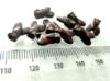 Picture of LOT OF 10 : ANCIENT EGYPT. NEW KINGDOM RED JASPER FLY AMULETS. 1400 B.C
