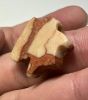 Picture of   ANCIENT EGYPT. RED BRECCIA EYE OF HORUS AMULET. 1250 B.C  NEW KINGDOM
