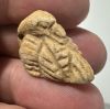 Picture of ANCIENT  EGYPT. STONE AMULET. DUCK. 600 - 300 B.C