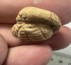 Picture of ANCIENT  EGYPT. STONE AMULET. DUCK. 600 - 300 B.C
