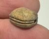 Picture of ANCIENT EGYPT.  SECOND INTERMEDIATE PERIOD STEATITE  STONE SCARAB. 1750 - 1550 B.C 