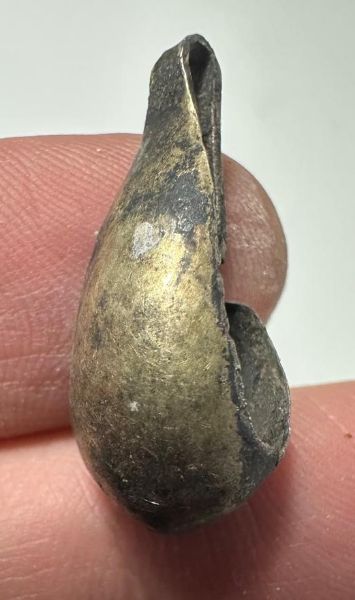 Picture of ANCIENT EGYPT. ELECTRUM EARRING (1 PIECE) . 1400 - 1200 B.C