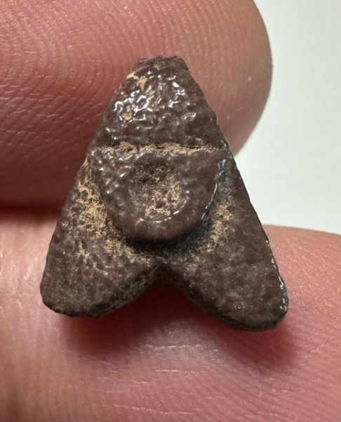 Picture of ANCIENT EGYPT.  BEAUTIFUL COLOR. GRECO - ROMAN - FAIENCE FLY AMULET . 300 B.C - 100 A.D