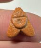 Picture of ANCIENT EGYPT.  BEAUTIFUL COLOR. GRECO - ROMAN - FAIENCE FLY AMULET . 300 B.C - 100 A.D