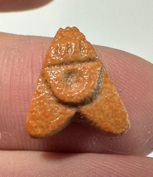 Picture of ANCIENT EGYPT.  BEAUTIFUL COLOR. GRECO - ROMAN - FAIENCE FLY AMULET . 300 B.C - 100 A.D