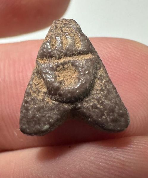 Picture of ANCIENT EGYPT.  BEAUTIFUL COLOR. GRECO - ROMAN - FAIENCE FLY AMULET . 300 B.C - 100 A.D