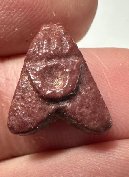 Picture of ANCIENT EGYPT.  BEAUTIFUL COLOR. GRECO - ROMAN - FAIENCE FLY AMULET . 300 B.C - 100 A.D