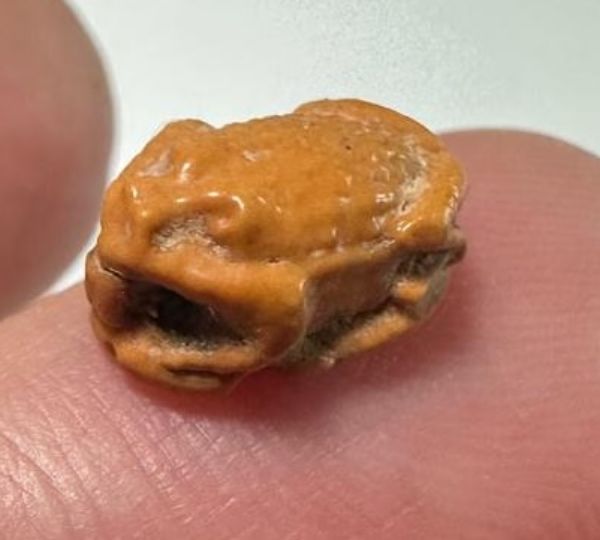 Picture of ANCIENT EGYPT.  BEAUTIFUL COLOR. GRECO - ROMAN - FAIENCE FROG SCARABOID . 300 B.C - 100 A.D