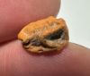 Picture of ANCIENT EGYPT.  BEAUTIFUL COLOR. GRECO - ROMAN - FAIENCE FROG SCARABOID . 300 B.C - 100 A.D