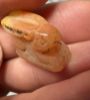 Picture of ANCIENT EGYPT -  BEAUTIFUL  CARNELIAN AMULET OF A HARE . NEW KINGDOM .1250 B.C. 