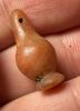 Picture of   ANCIENT EGYPT. LARGE CARNELIAN POPPY SEED AMULET. 1250 B.C