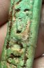 Picture of   Ancient Egypt. FAIENCE USHABTI . LATE PERIOD. 600 - 300  B.C