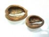 Picture of  Ancient Egypt. COWRIE SHELLS TURNED INTO BEADS (LOT OF 2).  600 - 300  B.C