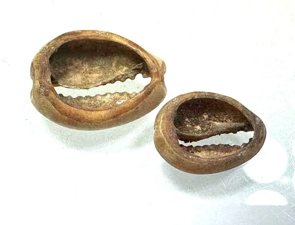 Picture of  Ancient Egypt. COWRIE SHELLS TURNED INTO BEADS (LOT OF 2).  600 - 300  B.C