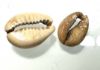 Picture of  Ancient Egypt. COWRIE SHELLS TURNED INTO BEADS (LOT OF 2).  600 - 300  B.C