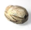 Picture of  Ancient Egypt. Stone Scarab Second Intermediate Period . 1700 - 1500  B.C