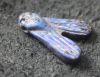 Picture of  ANCIENT EGYPT. LARGE LAPIS LAZULI FLY AMULET. 1250 B.C