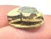 Picture of   Ancient Egypt. Stone Scarab. New Kingdom . 14th - 13TH Century B.C