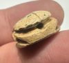 Picture of   Ancient Egypt. Stone Scarab. New Kingdom . 14th - 13TH Century B.C