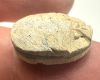 Picture of  Ancient Egypt. Stone Scarab Second Intermediate Period . 1700 - 1500  B.C